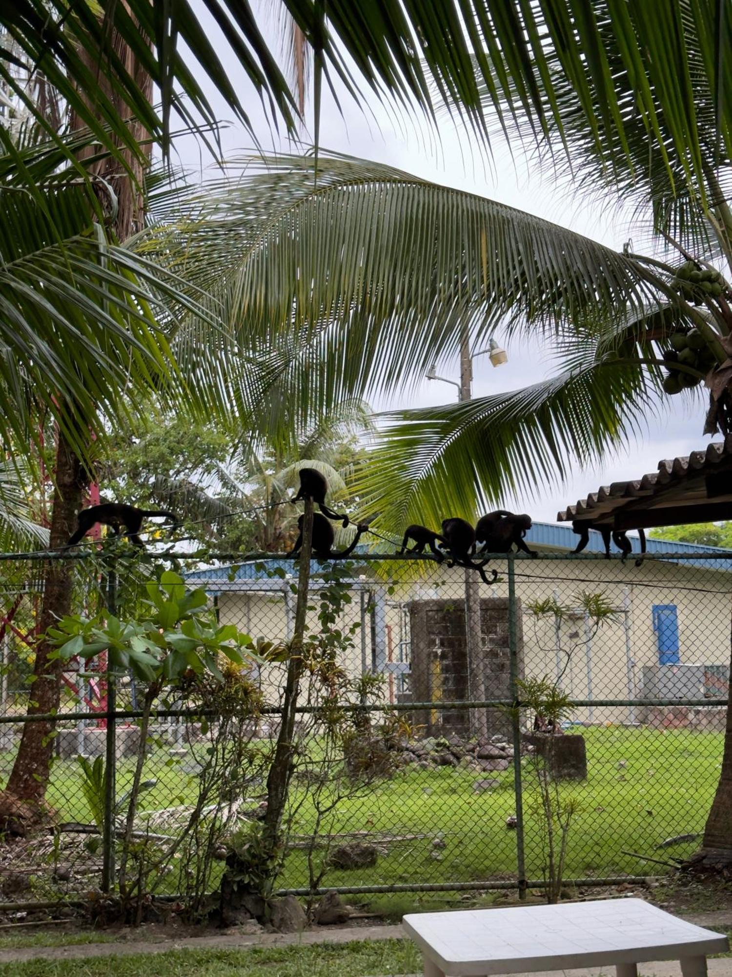 Casa Mamre Vandrehjem Cahuita Eksteriør billede