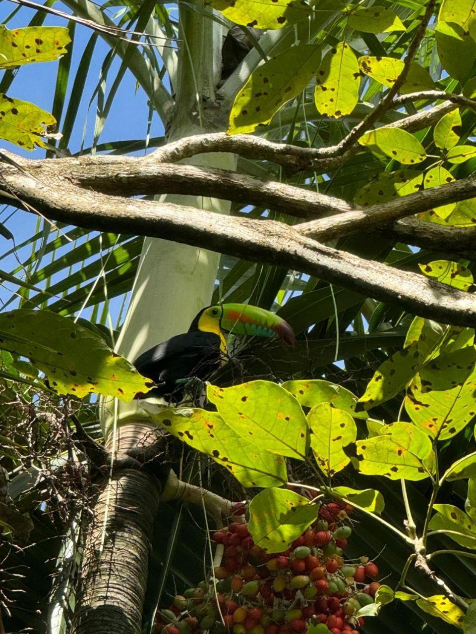 Casa Mamre Vandrehjem Cahuita Eksteriør billede